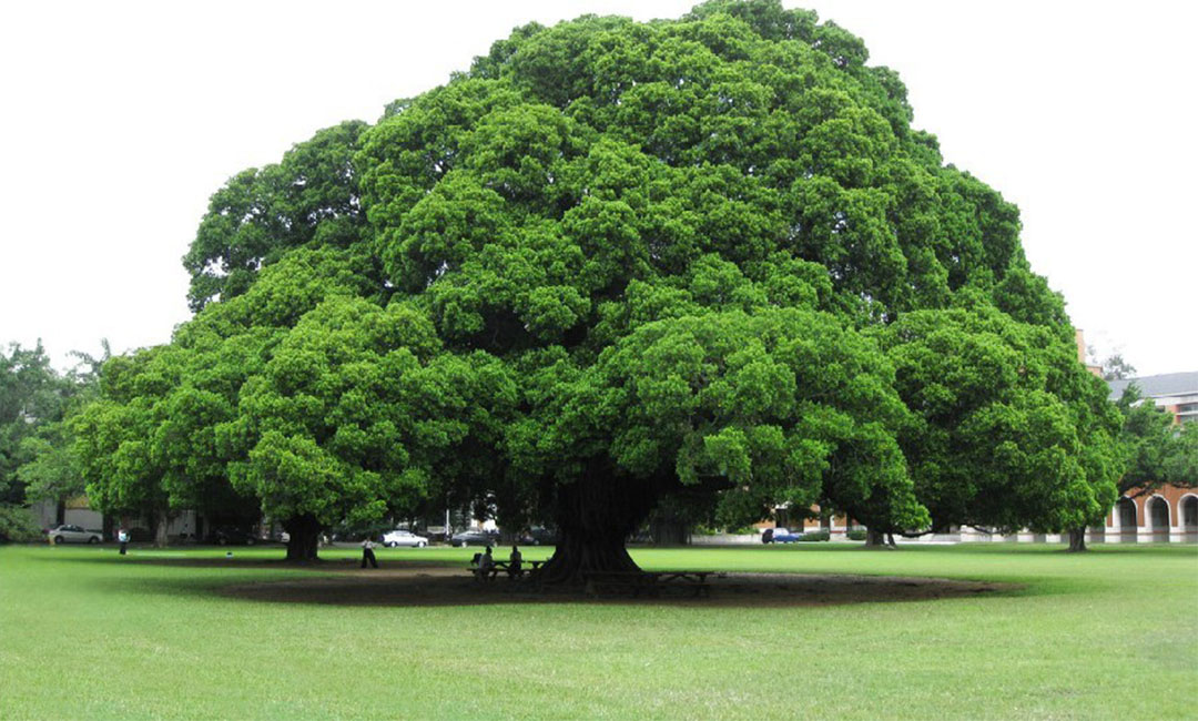 大兴安岭金榕树服务号代运营案例